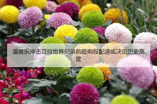 潘展乐冲击百自世界纪录前瞻前程配速或决定历史高度